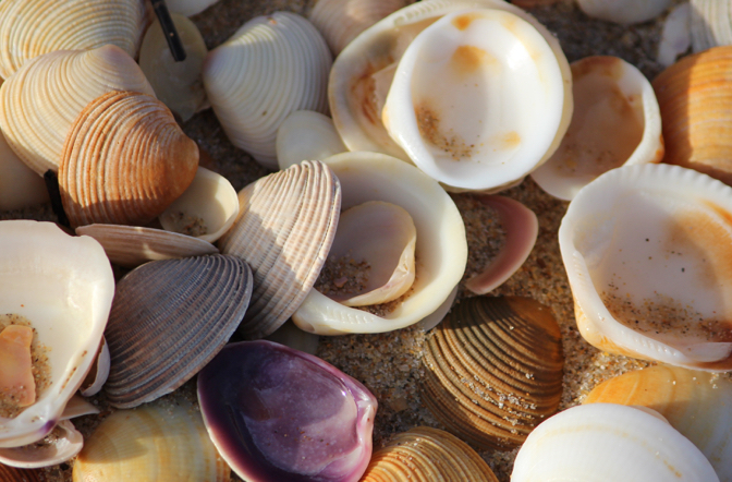 Non hai ricevuto le Conchiglie dopo un sondaggio?