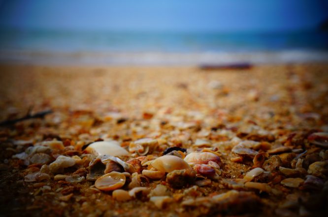 Shells after a survey