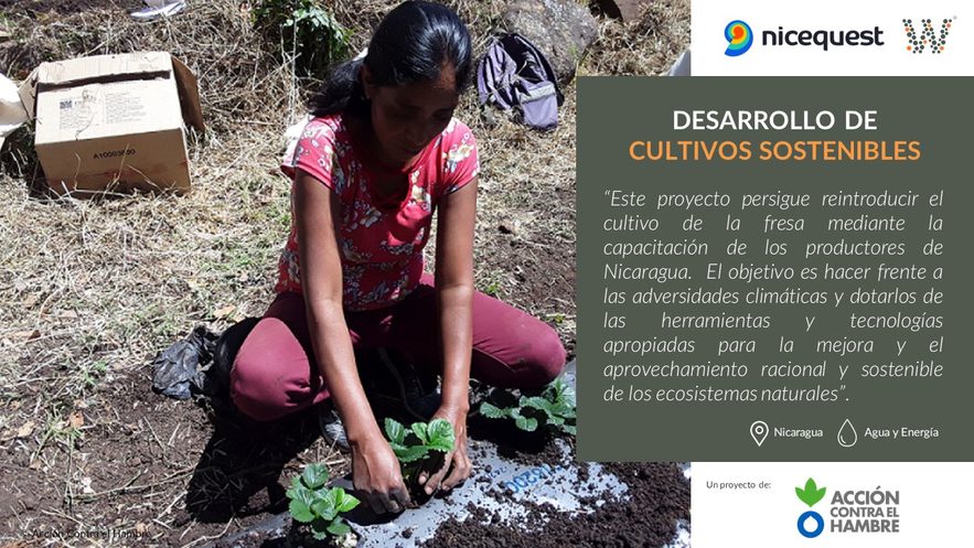 Gracias a tu aportación se podrá apoyar a productores de fresas miembros de cooperativas agrícolas en Nicaragua en nuevas áreas con potencial productivo.